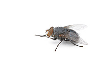 Blue Bottle Fly (Calliphora vomitoria)